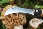 Preview: Opinel No 08 Pilzmesser, Walnussholz, Geschenkbox